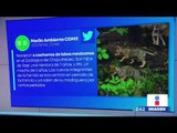 Nacen seis lobos mexicanos en Zoológico de Chapultepec | Noticias con Yuriria Sierra