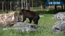 Des ours bruns au Domaine des Grottes de Han,