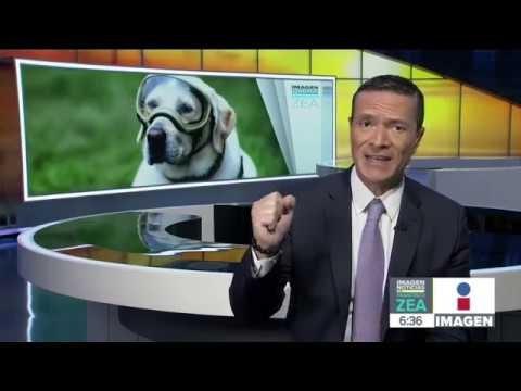 Frida, la famosa perrita rescatista se jubila después de 10 años de servicio | Francisco Zea