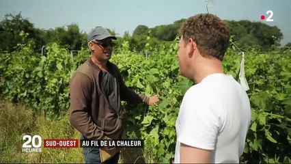 Canicule : le Sud-Ouest au fil de la chaleur