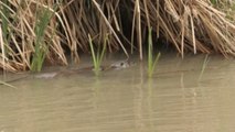Una nutria conquista el manzanares