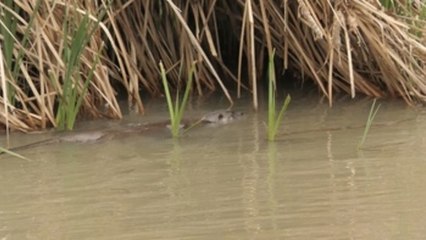 Una nutria conquista el manzanares