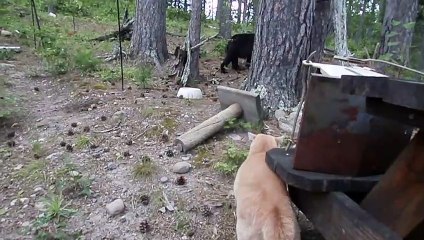 Le monde à l'envers: ce chat fait fuir un ours !