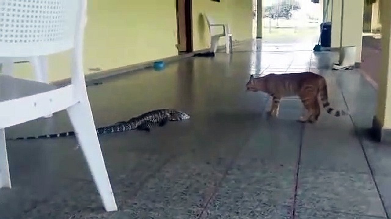 Un chat se retrouve face à un gros lézard... Peur de sa vie