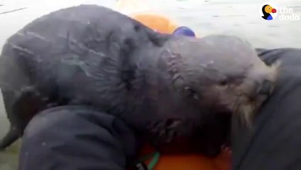 Cette jeune loutre n'est vraiment pas timide... Et hop dans le bateau