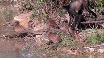 Ce singe joue avec des bébés capybaras... Moment adorable