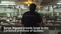 Quebec hog farmer reacts following China's ban on Canadian meat