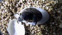 Tiny endangered turtle comes out of its shell