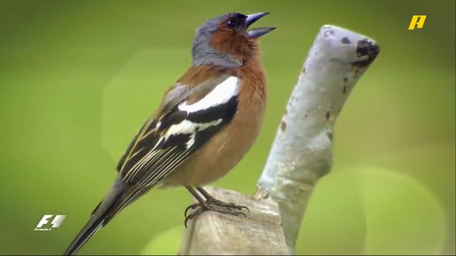 من فرنسا إلى النمسا.. تعرف على أهم المعلومات عن جائزة النمسا الكبرى