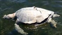 A Sea Turtle Was Discovered With A Spear Shaft Through Its Head