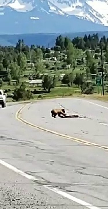 Bear Drags Deer