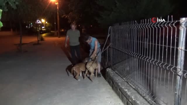 Pitbulları çocuk parkına bağlayıp kaçtılar