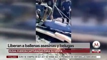 Liberan a ballenas asesinas y belugas en Rusia