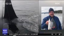[투데이 영상] '제가 먹을게요~' 연어 훔쳐간 범고래