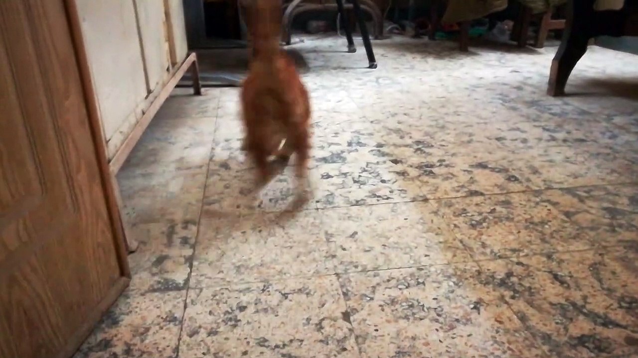 Funny Kitty With Throwing Leafs