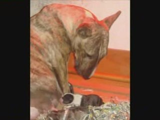 Mise bas absynthe 06 / 12 / 2007