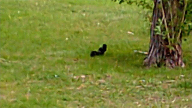 MCH 114 BLACK SQUIRREL RUNNING UP A TREE CALGARY ALBERTA CANADA BOW RIVER HATCHERY.