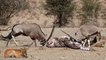 Great! Mother Gemsbok Save Her Baby From Cheetah Hunting, Five Cheetah vs Wildebeest