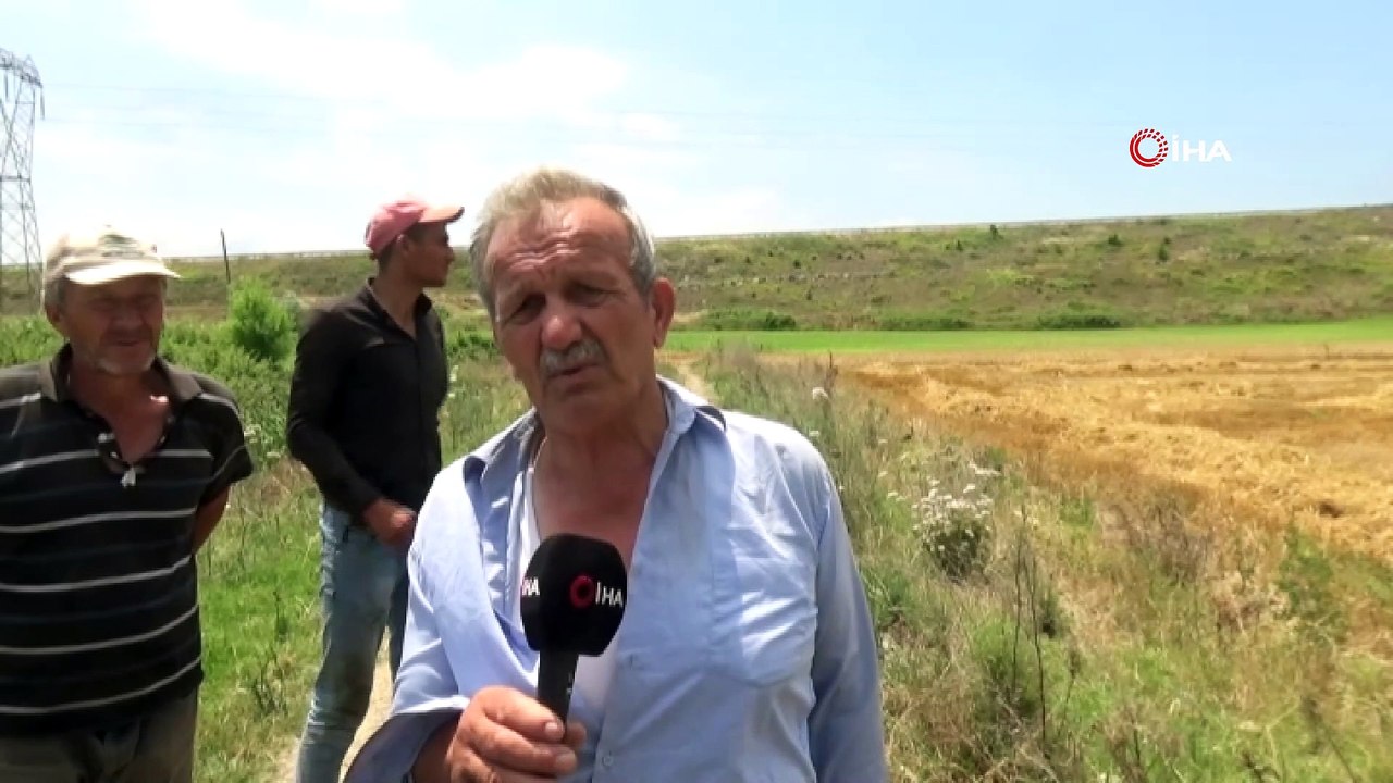 Bafra Ovası'nda buğday hasadı başladı