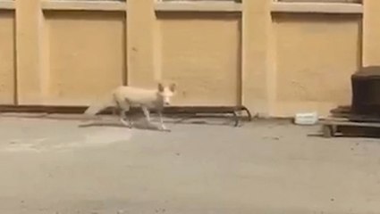 Sevimli tilkiyi fabrika işçileri besliyor