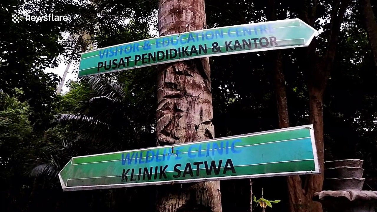 Orphaned baby monkey finds refuge at Indonesian wildlife center