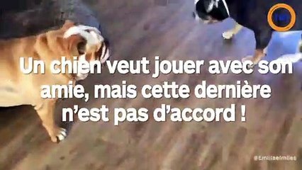 Ce chien veut jouer avec son amie