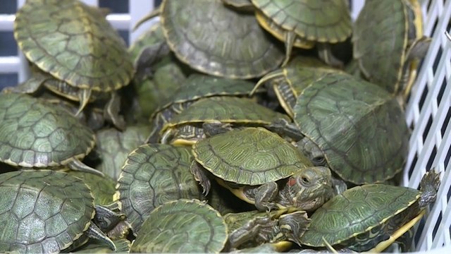 Malaysia busts attempt to smuggle over 5,000 terrapins