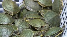 Malaysia busts attempt to smuggle over 5,000 terrapins