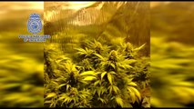 Detienen a un hombre por plantar marihuana en dos trasteros