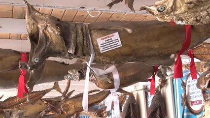 Türkiye kıyılarında balon balığı tehlikesi