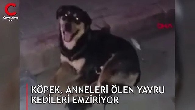 Köpek, anneleri ölen yavru kedileri emziriyor