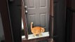 Ginger Cat Uses Back Legs to Knock on Front Door
