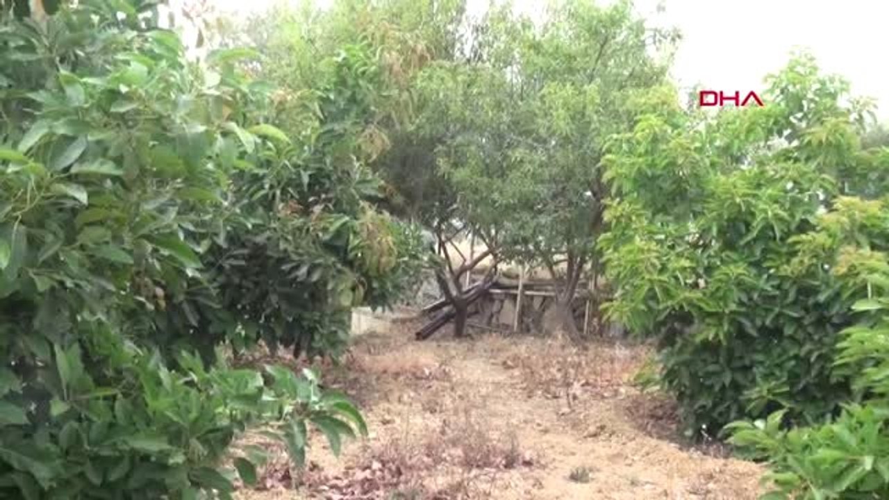 ANTALYA TÜRKİYE'NİN İLK TROPİKAL MEYVE KOOPERATİFİ