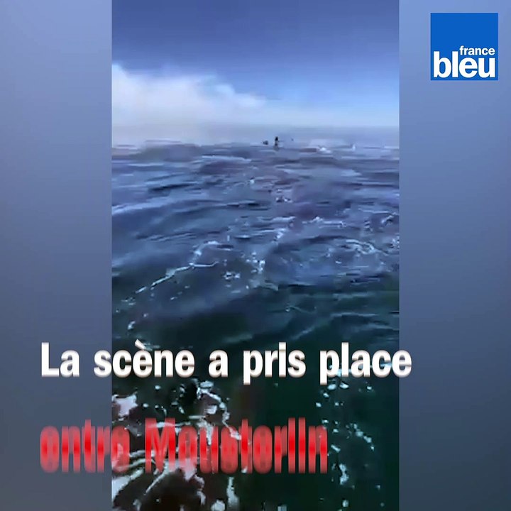 Plus d'une dizaine de dauphins filmés aux îles Glénan