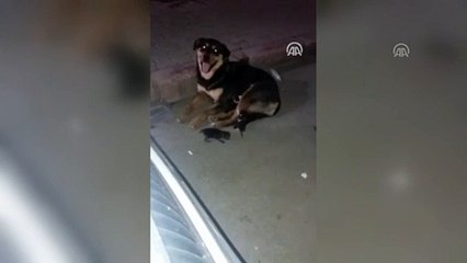 Otomobilin ezdiği kedinin yavrularını köpek emzirdi - MERSİN