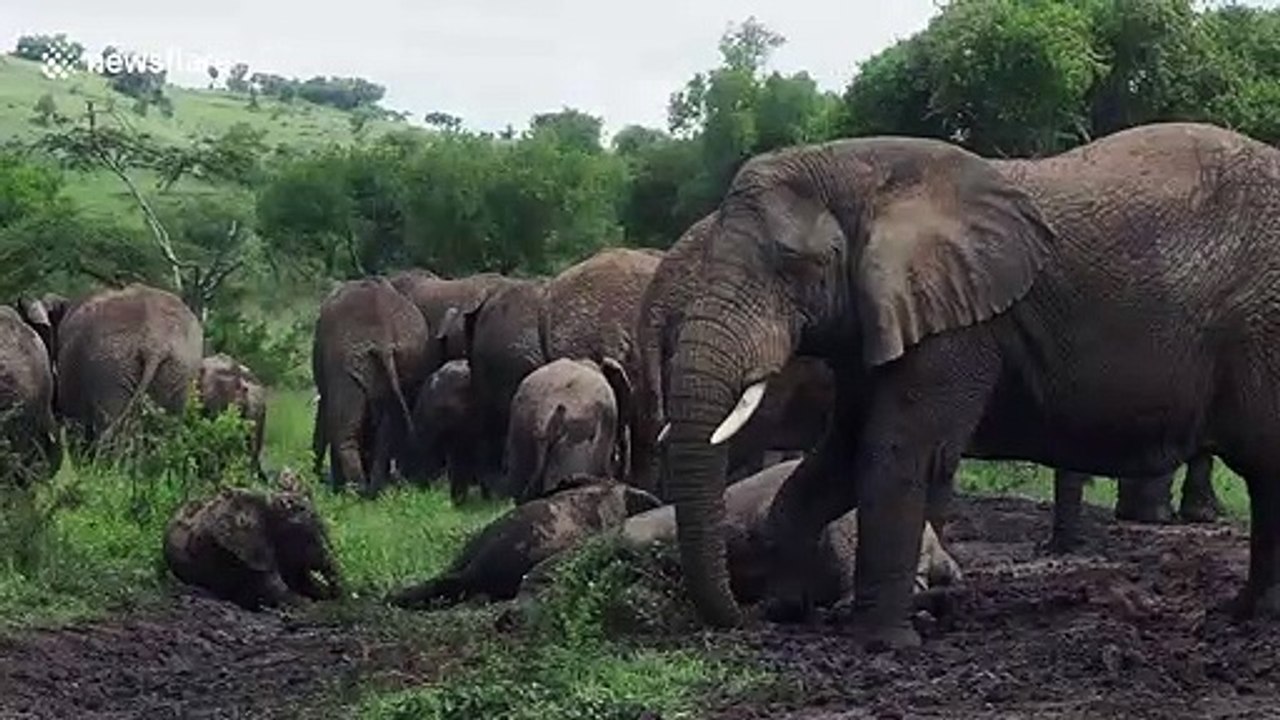 Baby elephants muck around in mud bath at Rwanda national park