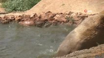 Antalya'da ayıların sıcak havada havuz keyfi