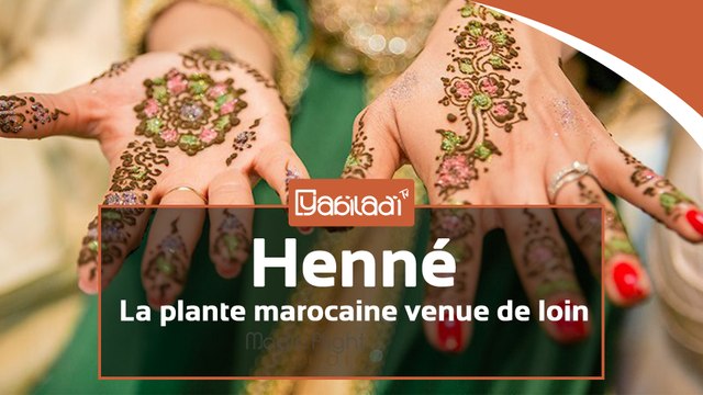 Henné, une plante aimée des Marocaines mais qui vient de loin