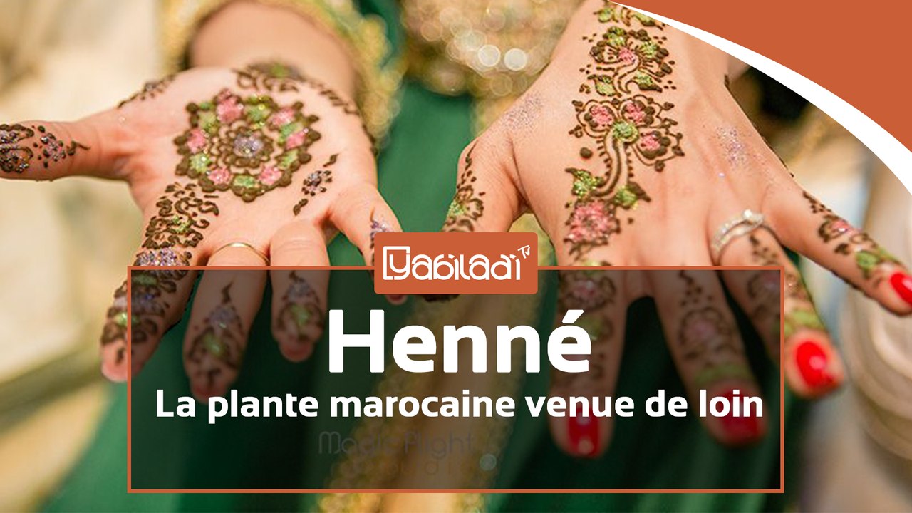 Henné, une plante aimée des Marocaines mais qui vient de loin