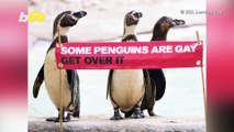 'Some Penguins Are Gay Get Over It': ZSL London  Zoo Celebrates Famous Gay Penguin Pair