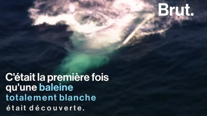 La baleine blanche Migaloo, icône populaire en Australie