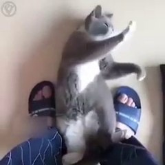 Este Gato Haciendo Taichy