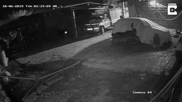 Il fait fuir un lion avec un simple baton... Courageux