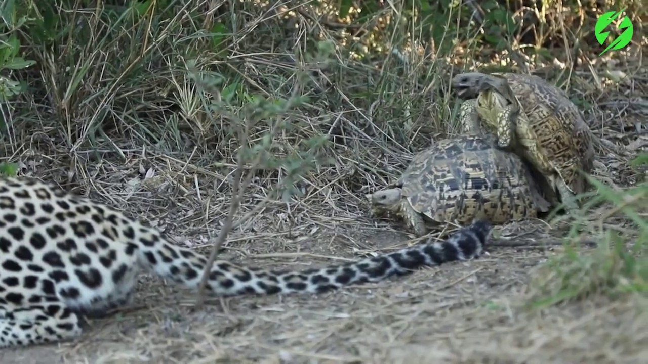 Ce couple de tortues en pleine action n'a  rien à faire du guépard à coté d'elles