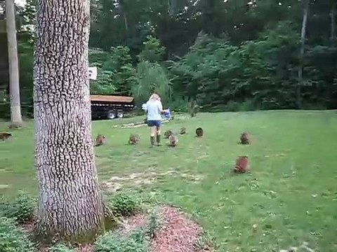 C'est l'heure du repas pour les ratons laveurs... Adorable