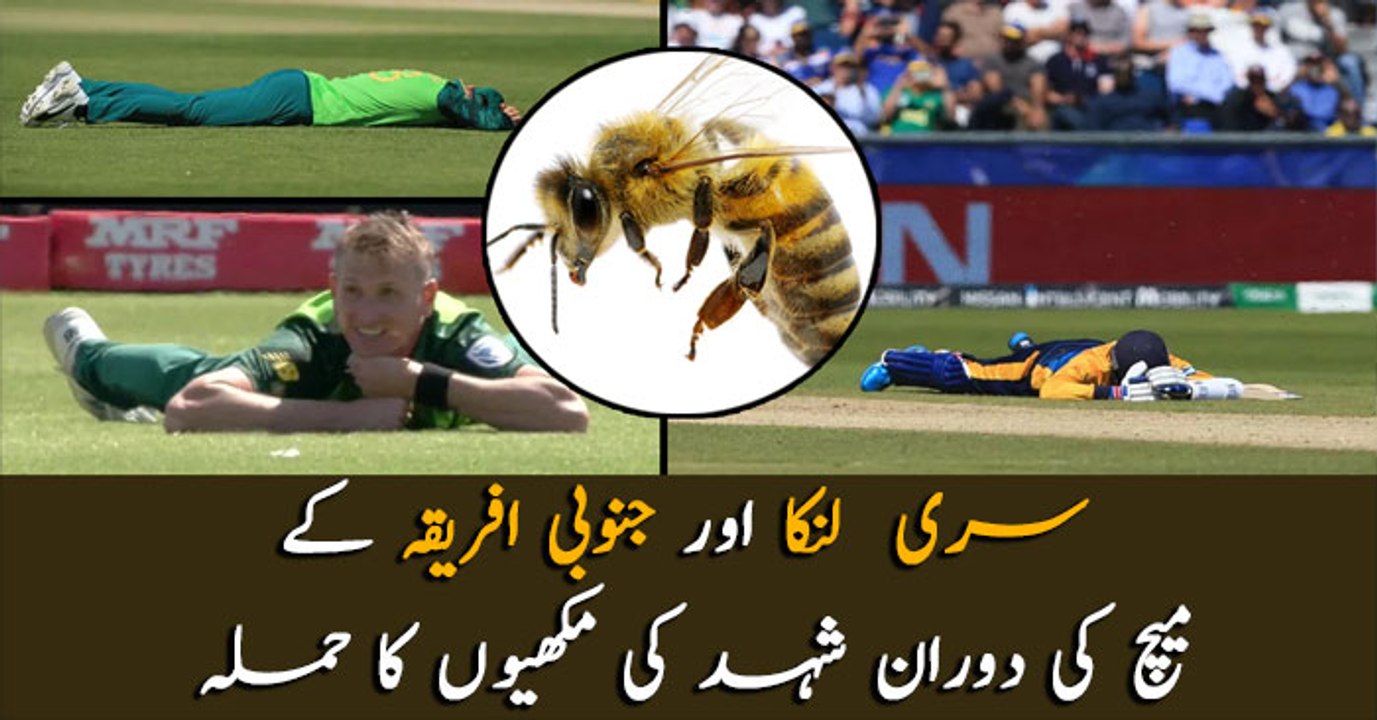 Bees attack Sri Lanka vs South Africa WC encounter, players hit the deck