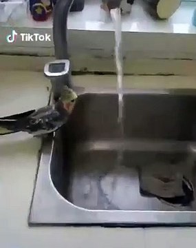 Cette perruche préfère boire de l'eau du robinet. Trop chou !