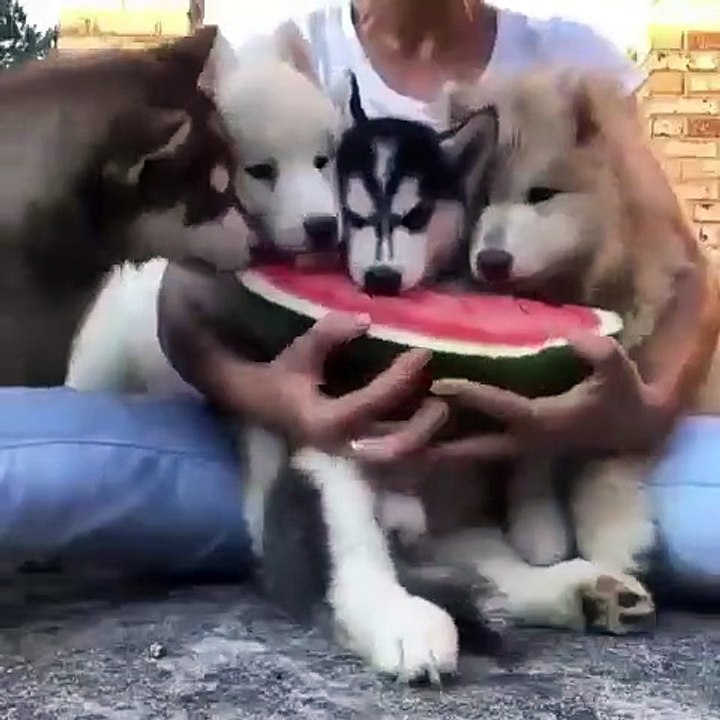 Ces bébés husky raffolent des pastèques. Regardez comme ils se régalent !