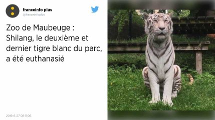 Shilang, le dernier tigre blanc du zoo de Maubeuge, a été euthanasié