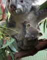 Les bebes koalas sont si mignons. Il va vous arracher un sourire !